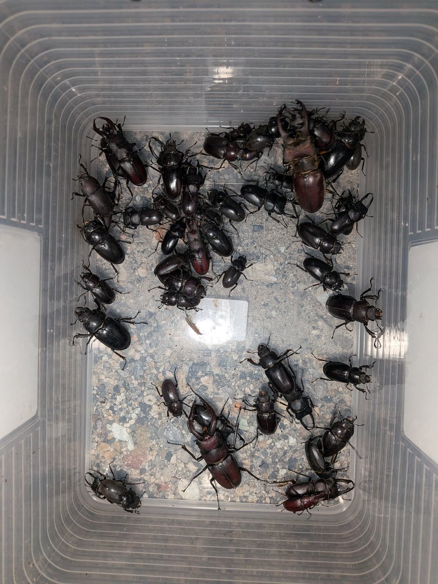 abiruchann's tweet photo. 昨夜は、セッティングしようとしてポイントをよく見たら何者かが地面を掘り起こした跡を発見！クマが蟻かミミズを食する為の掘り起こしと判断し、逃げるように山を降りて何とか広場を見つけてライトラするも普通種50くらいで爆死😭　こわっ！ https://t.co/1Kko8e8T37