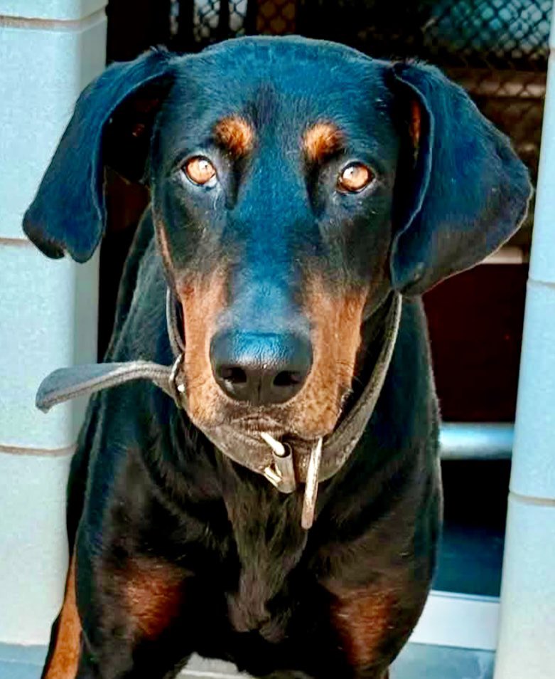 LeporidaeCheryl's tweet photo. Sadly, ALL of 5️⃣ yo SHANG'S #A387987 MAGNIFICENCE, his Regal 👑 beauty, his Stunning  coat, & his Heartfelt 👀, cannot prevent his ☠️‼️

The Dobie in him is obvious. 

😢 Death is a RUTHLESS taskmaster, & it works overtime at #CorpusChristiACS. 

Just look at his face. 
Filled with passion, protectiveness, & 💕. 

Also filled with SADNESS . 

So many years of his sad life  just FRITTERED away!!
💔💔💔💔💔💔💔
He's VERY frightened. 

This is a perfect age for him. Experienced but young. 

Such low support. Healthy but too thin. 

Please Pledge for him or offer to Foster or Adopt.