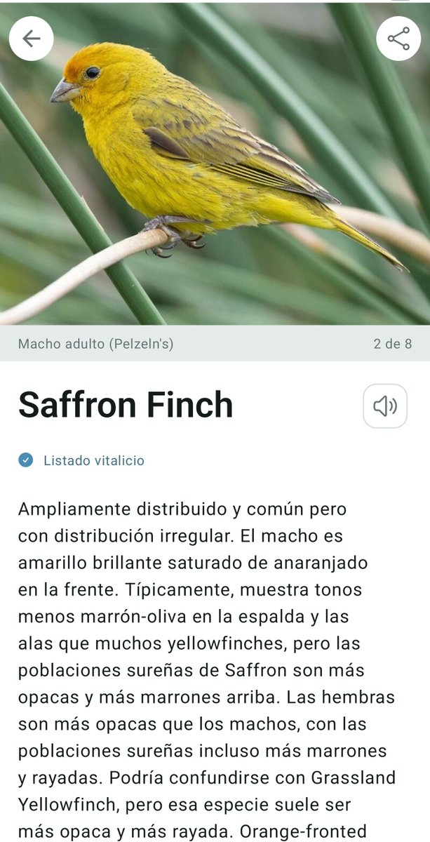 AdrianCS3's tweet photo. @graf_irl Ayer vi a estos en un parque cerca a mi casa. Empeze a usar la app de Aves que recomendaste una vez y dice que son estos. https://t.co/LeVnxEfCPp