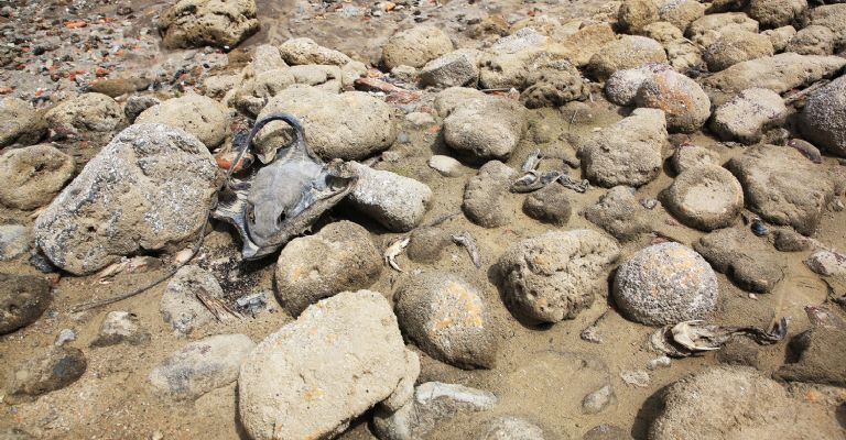 YosseCcs's tweet photo. Los terremotos de Venezuela elevaron la costa suroeste de la isla de Trinidad alrededor de seis metros.

El levantamiento del terreno fue tan repentino que cientos de animales marinos murieron al quedar fuera del agua; Y los volcanes de lodo están todos activos.

Crédito: EFE https://t.co/zLYTIcOgpD