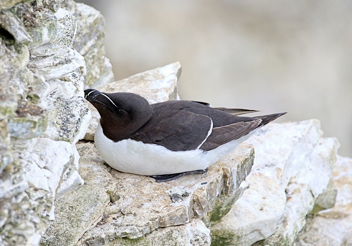 Myworld1298's tweet photo. @Bempton_Cliffs 
Taken 04/07/26 https://t.co/HsjriBjJpA