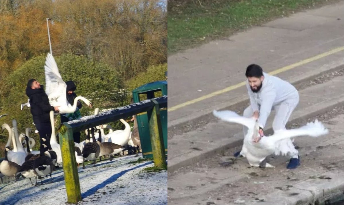 ABridgen's tweet photo. Killing a seagull or a swan is a criminal offense under the Wildlife &amp; Countryside Act 1981. The penalty includes an unlimited fine, a criminal record, &amp; up to six months in prison. In severe cases, charges can be under the Animal Welfare Act, with up to five years in prison. https://t.co/niwCm8Zdgq