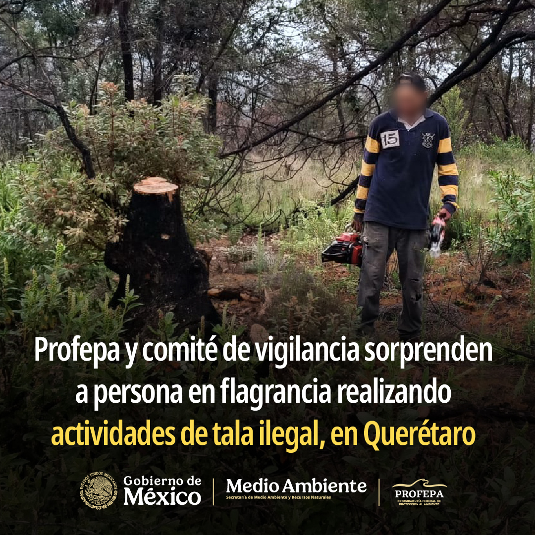 PROFEPA_Mx's tweet photo. 🚨 Personal de la Profepa, en coordinación con integrantes del Comité de Vigilancia Ambiental Participativa “Activos del Bosque”, sorprendieron en flagrancia a una persona que realizaba la tala ilegal de un árbol de madroño en el ejido Dolores de Enmedio, municipio de San Juan del Río, #Querétaro. 

El presunto responsable fue puesto a disposición de la @FGRMexico  junto con la motosierra utilizada y el producto forestal obtenido.

📌 Conoce más ➡️ https://t.co/siJ2rvm0h6