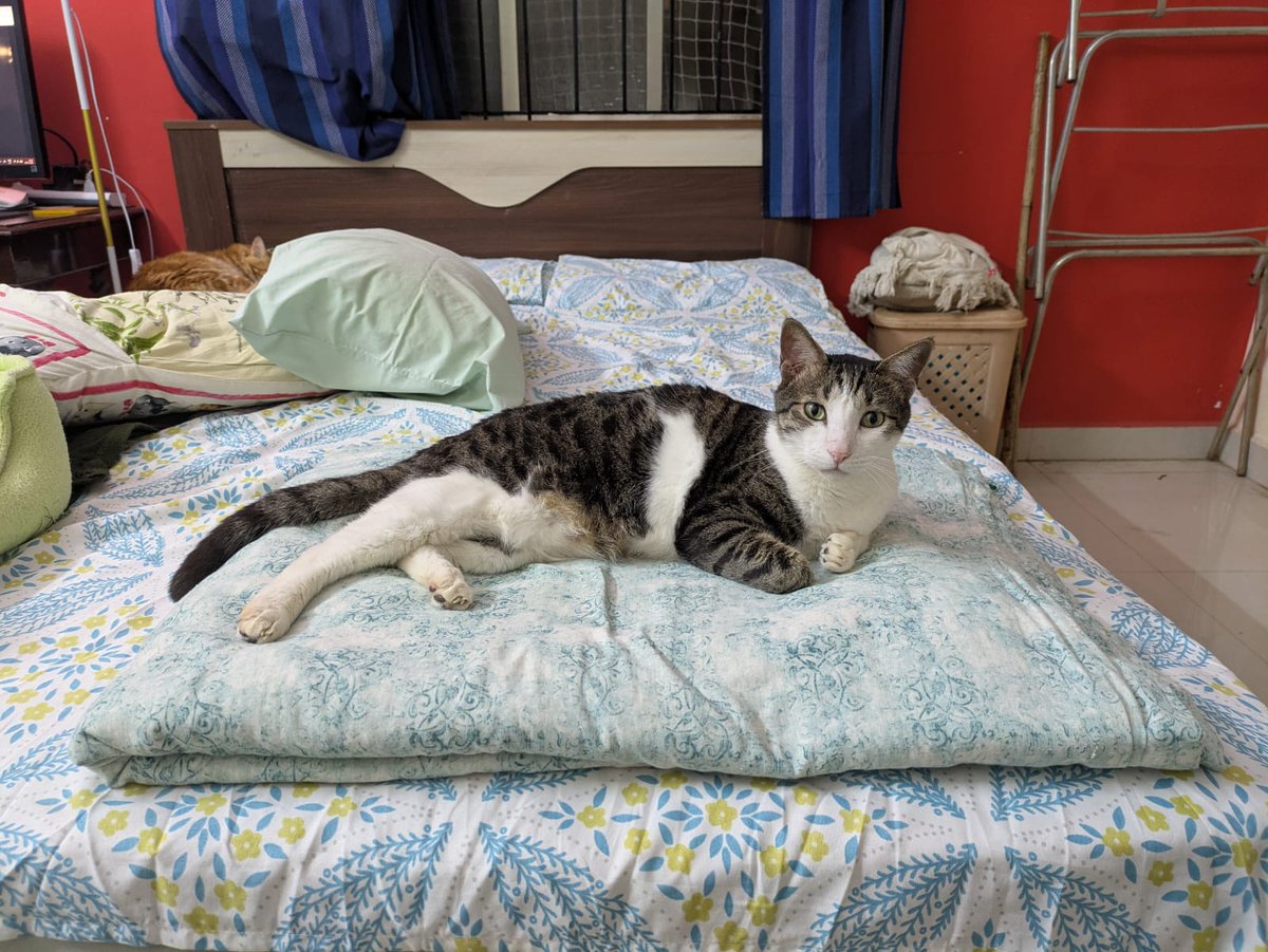 scharada_d's tweet photo. This is #Putta who qualifies as the #Gaddanasheen of our home. Eight years old, and fiercely protective of his fundamental right of going out and returning. The only one who is allowed this privilege. https://t.co/ld3c9imnqd