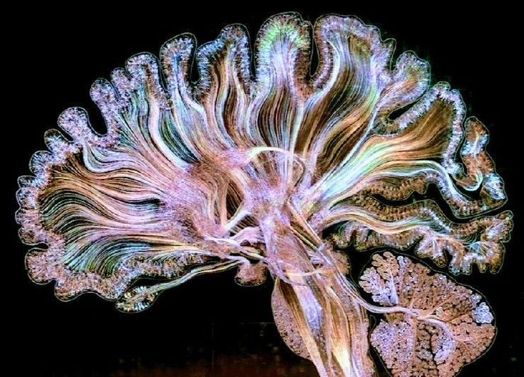 ByAveline_'s tweet photo. ADHD girlies — the reason "just affirm consistently" feels impossible isn't a discipline problem. it's a wiring problem. and once you work WITH your wiring instead of against it, manifestation gets scary easy. 6 things you need to know.
(a thread 🧵) https://t.co/9SGNfpW1Mf