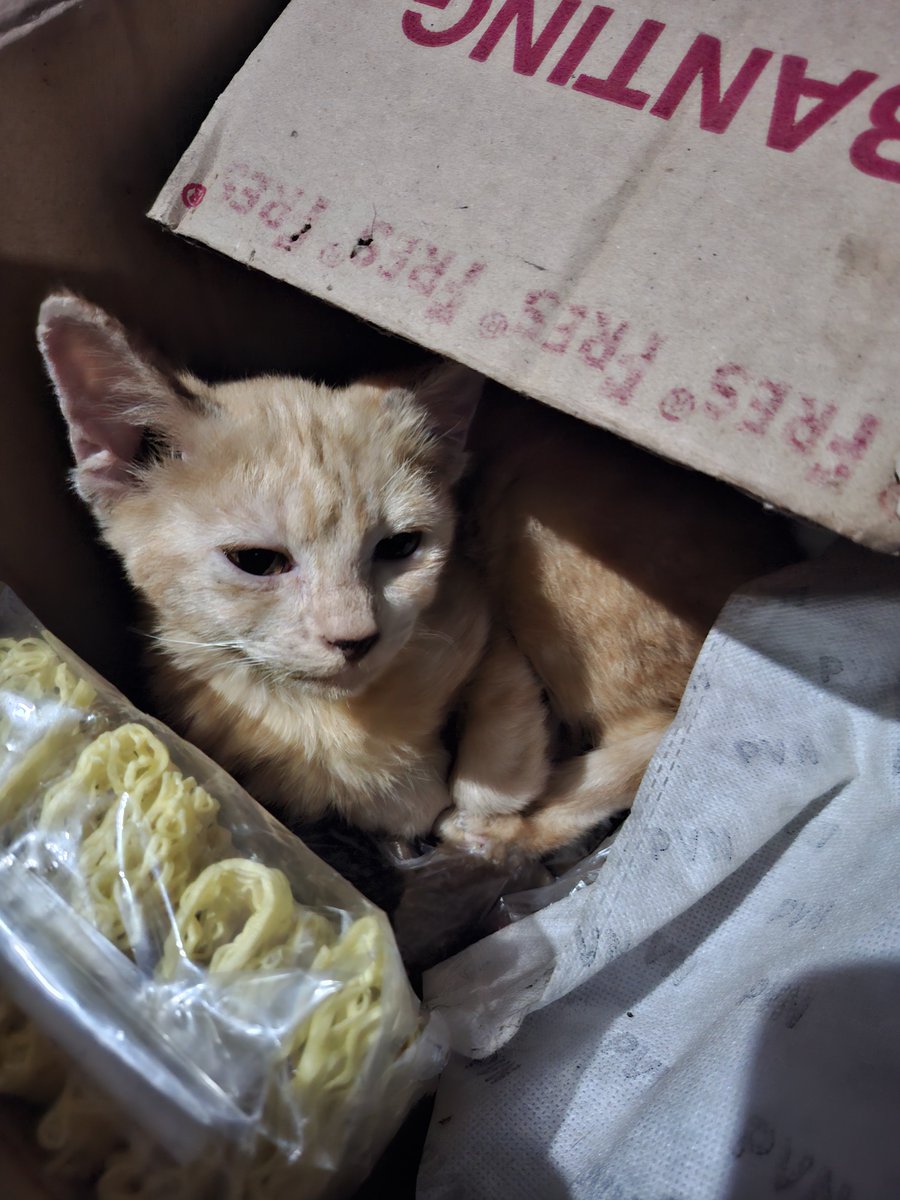 cupliskucing's tweet photo. Selamat bobo moots izin pamit gabisa jebrut soalnya akun aku lagi sakit🫠🫠 https://t.co/aRNpIsErFR