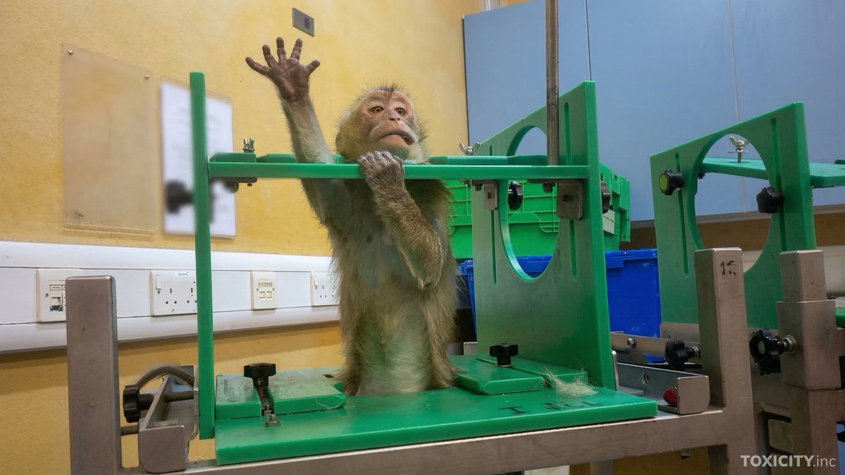 Action4Primates's tweet photo. This week, #Mauritius exported 700 #monkeys to US testing labs; a 28 hour ordeal on #Mexico airline Awesome Cargo. Call on Mauritius gov to stop issuing export permits &amp; end this cruel &amp; inhumane treatment of their country's macaques: rpbeeharry@gmail.com &amp; moa-dvs@govmu.org https://t.co/47Z2gO869F