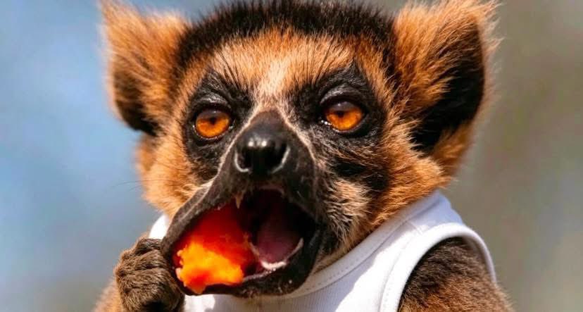 FabrasM's tweet photo. Society: Don't chew your clients...
University lecturers....👇👇😅 https://t.co/kGgmykxOG1