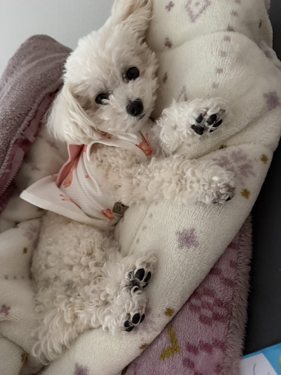 malpunta_'s tweet photo. 飼い主の起床30分前に撮影されたらしい写真、何故起きてたのかもわからないが可愛いと思ったんだろうな https://t.co/lMtSl3CgEq