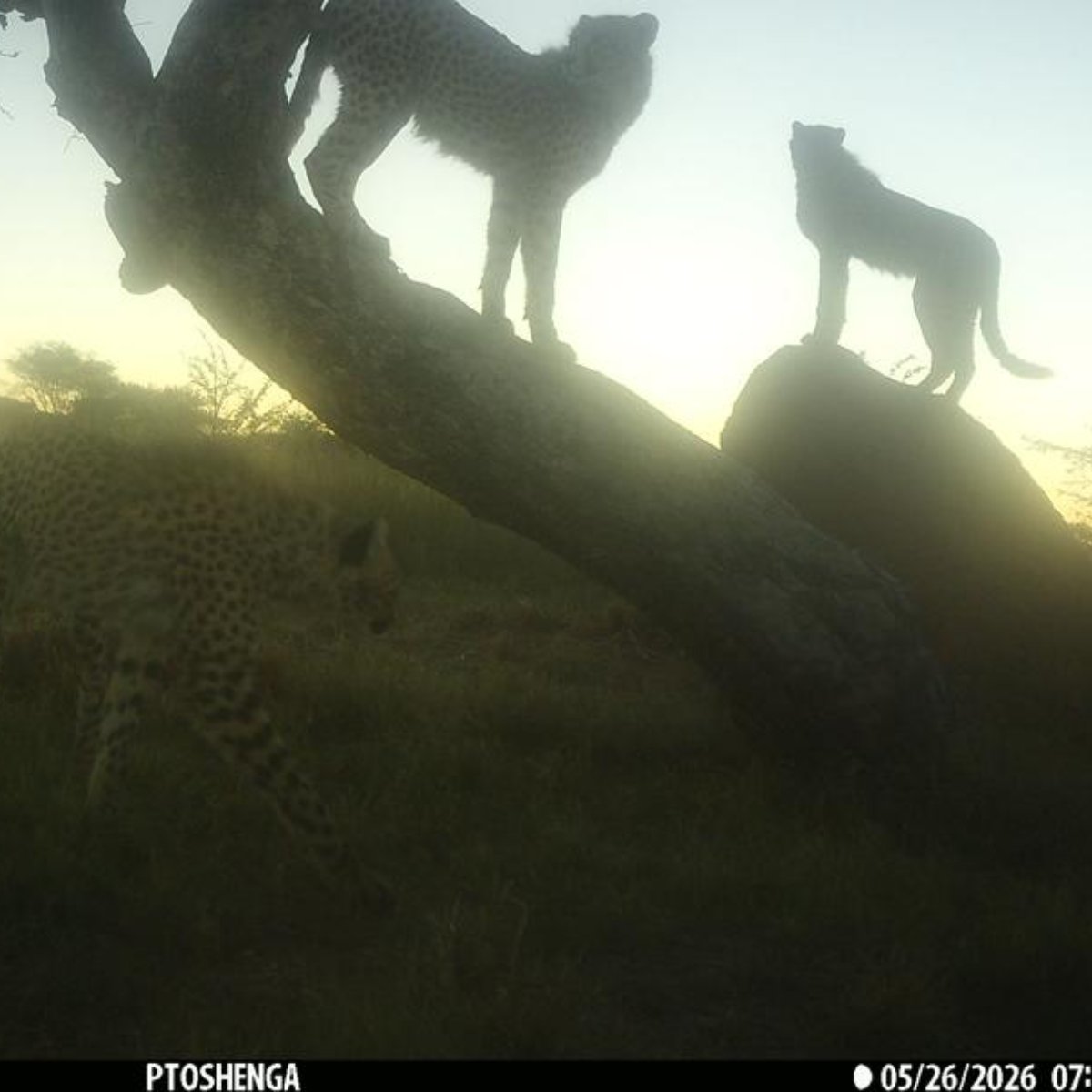 CCFCheetahUK's tweet photo. What an incredible surprise during one of our routine camera trap checks! 🐆📸

Not one, not two, but six adolescent cheetahs stopped by Tupuka's playtree right here on CCF property!

One curious youngster even wandered right up to the camera for a sniff, giving us some wonderfully blurry close-ups while the rest of the group waited in the background. We couldn't have planned a better photo! 😄
A group like this could be a dispersal group—young cheetahs that have recently left their mother and are exploring together before finding territories of their own.

It's moments like these that remind us why camera traps are such an important conservation tool, since helps us better understand cheetah movements and behaviour.