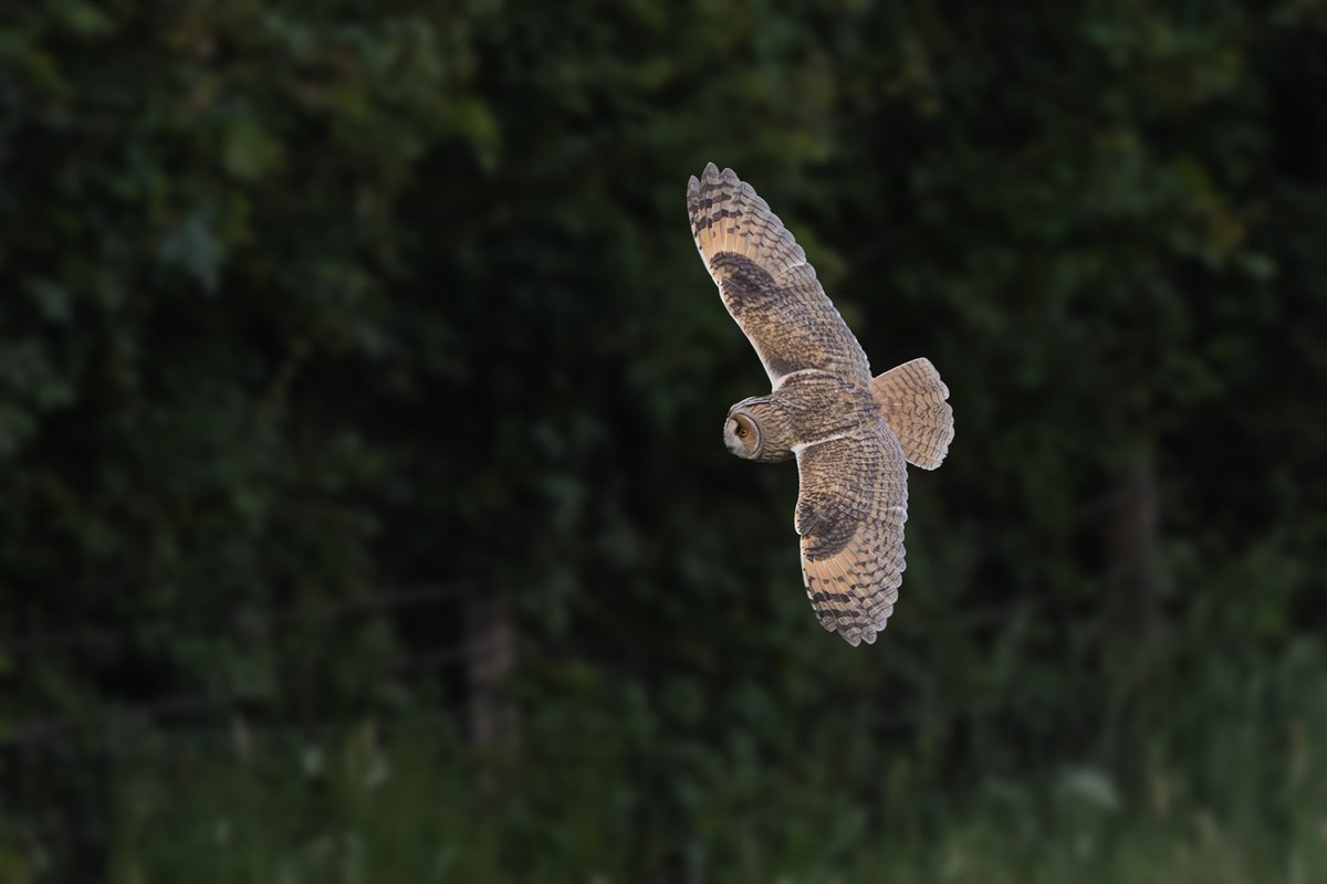 willbowell's tweet photo. A few shots of an adult male Long-eared Owl hunting long before sunset, back in May when it had many hungry mouths to feed! More on https://t.co/kPsUprPdBx @LincsWildlife @Lincsbirding #OwlHunting #OwlInFlight #DaylightHunting #UKOwls #BritishOwls #NocturnalBirds https://t.co/Yw7DQSyxAW