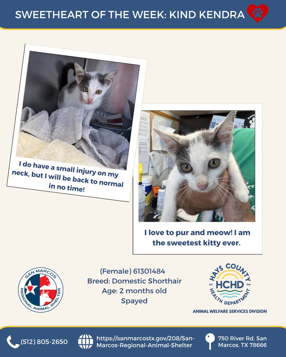 HaysCoHealth's tweet photo. 🐱 Meet our cat sweethearts of the week! 🐈
Swipe through to learn more about our kitties this week. We have The Void, Eliza, and Kind Kendra, who are all waiting patiently for their forever homes!🐾💗

Find them at the San Marcos Regional Animal Shelter! https://t.co/epLQ5QJrEv