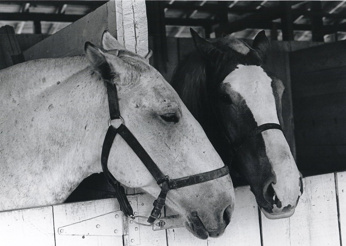 mdhorsefound's tweet photo. Join us Monday, July 27, from 6:00 PM - 7:30 PM at the Maryland Horse Library &amp; Education Center in Reisterstown for a presentation on the important role that draft horses played in the founding or America before the age of mechanization.

Register below!
https://t.co/LzVVbAJ2tj https://t.co/8bMbi6JpUq