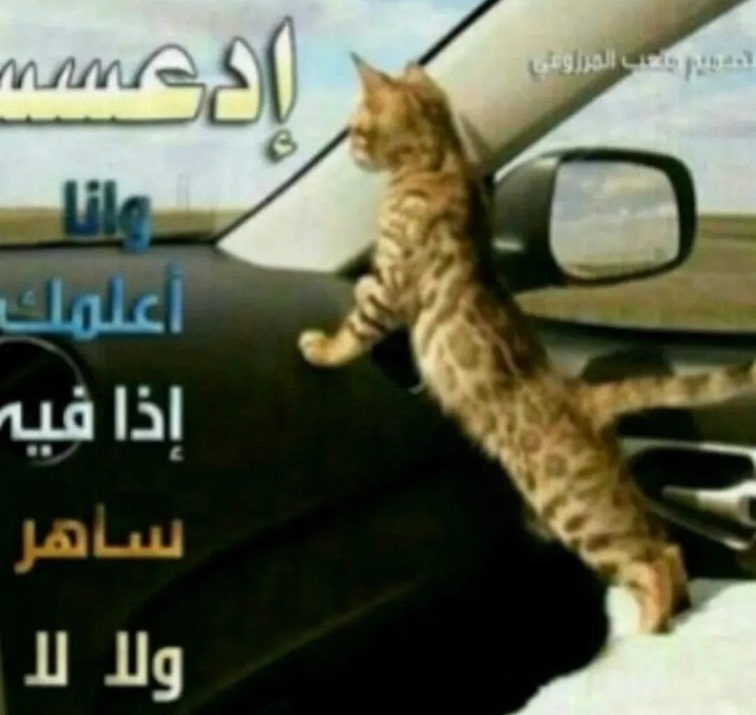 daymketha's tweet photo. ماسكه خط مع اخوي الداشر https://t.co/9QJwEAAsOX
