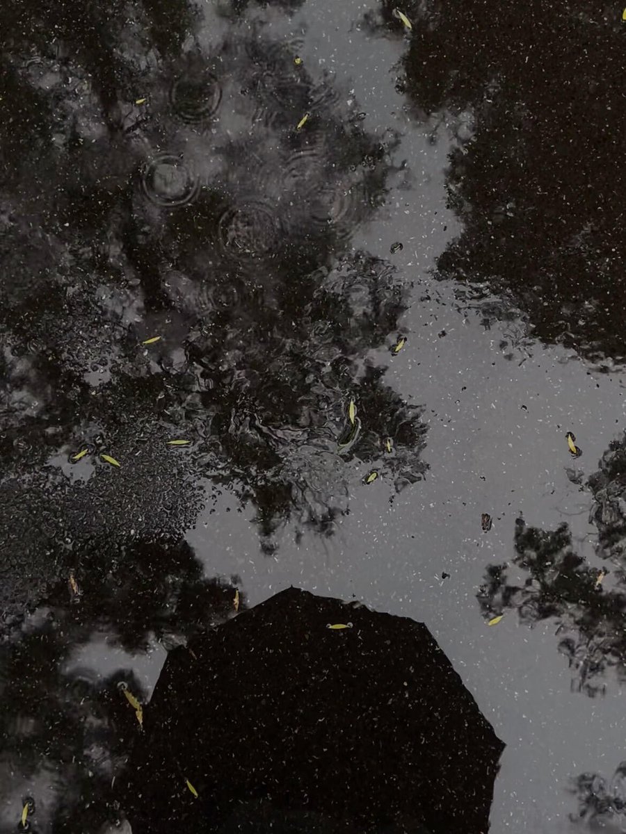 W_Exceptionally's tweet photo. Rainy days are like a mirror, reflecting not only the depths of the sky but also cleansing the clamor within our hearts. Listen, that's the sound of the world becoming quiet. https://t.co/49HgYqjkPF