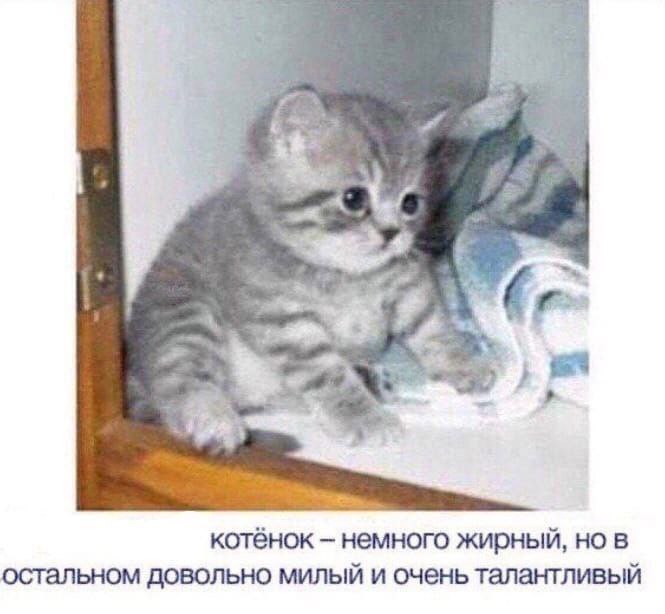 catsilcats tweet picture