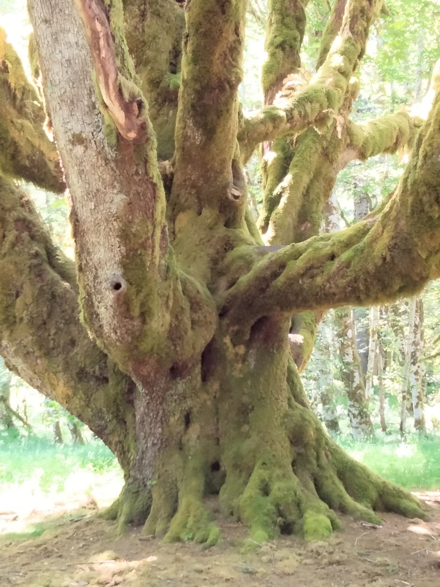margmizu's tweet photo. I love the trees of the #PNW This one lives on the western side of the #OlympicPeninsula near #LakeCrescent #WashingtonState #treelover #writing #imagination https://t.co/PVEakSWQYB