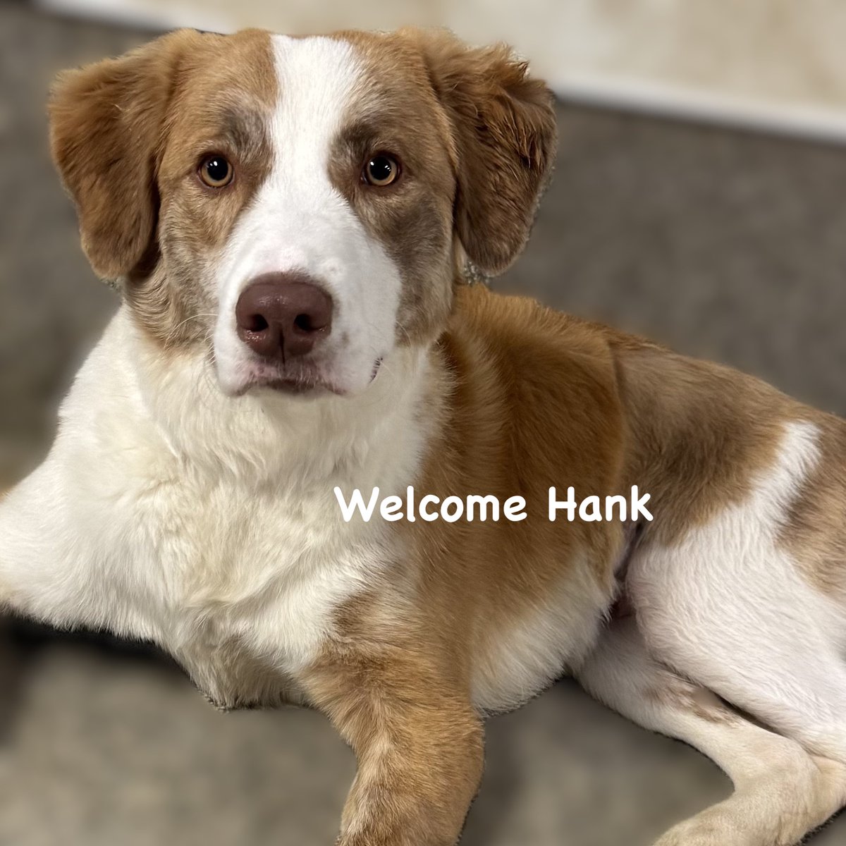 CityDogsDC's tweet photo. A warm welcome to our new pup Hank!!!❤️ https://t.co/YN69UyMveg
