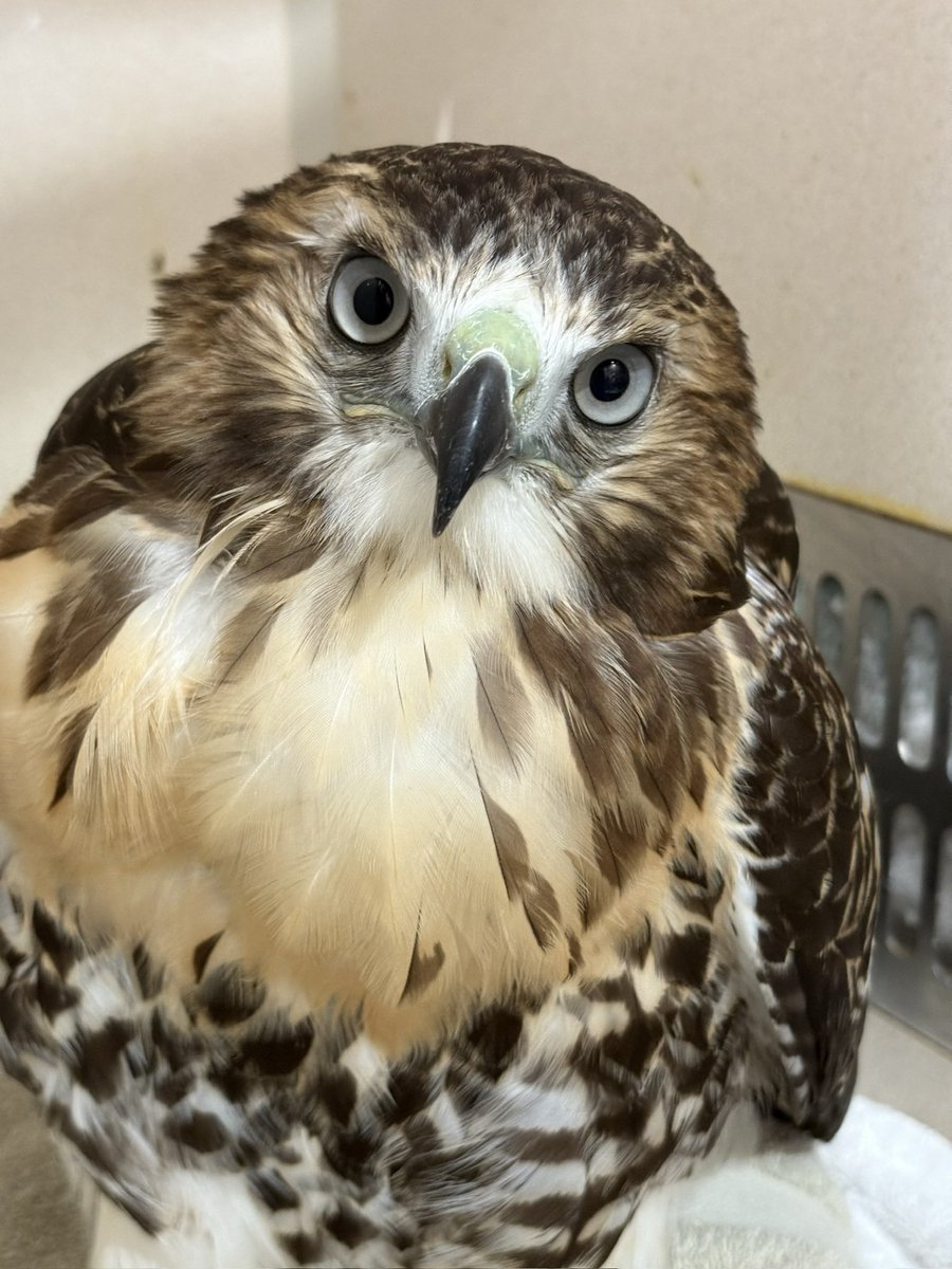 wildbirdfund's tweet photo. Ofelia is still with us fighting off a bad case of trichomoniasis. This young red-tailed hawk arrived emaciated, with a large trich mass in the esophagus. We’ve been treating him (actually a male) with medication, but the mass has stubbornly remained.

📷: Terra Tirapelli https://t.co/VTIXP5Y4gu