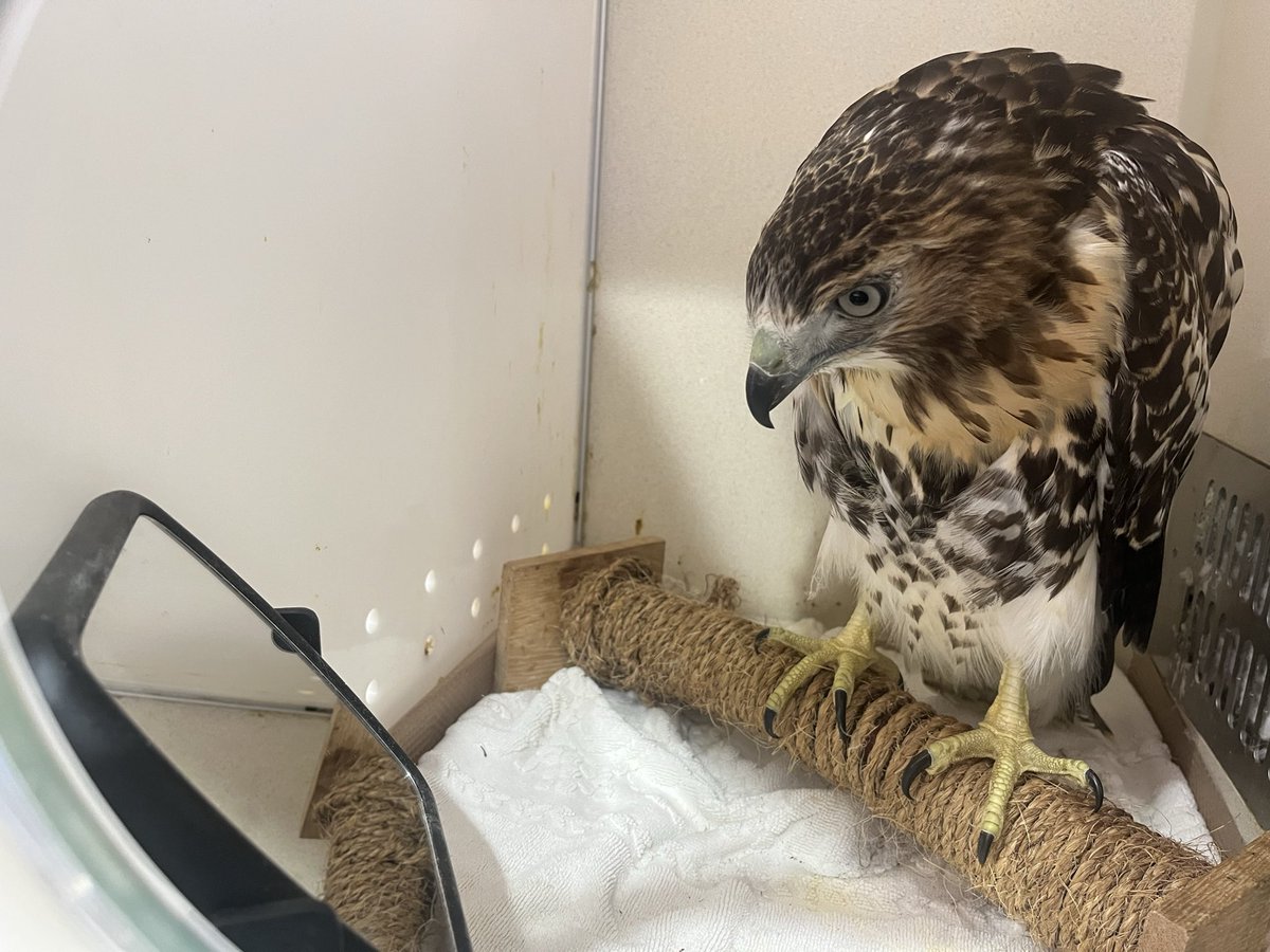wildbirdfund's tweet photo. Ofelia has recovered well from the surgery, is strong and alert, and is taking feedings without incident. But it’s hard to know if he can recover from the remaining trich. Time will tell 🙏🏽

📷: Rachel Frank https://t.co/cVq28vFEjb