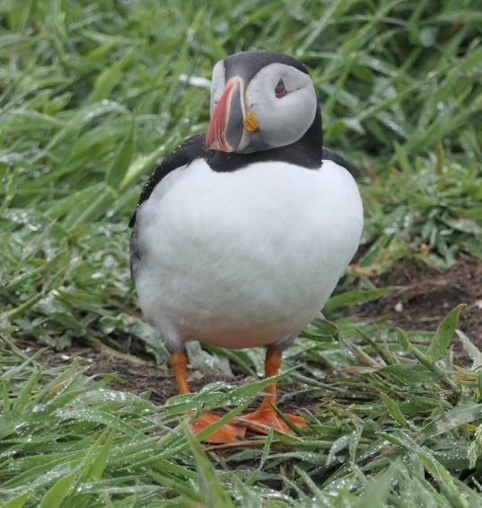 RusselWarren2's tweet photo. Couple of shots of Puffins from our recent trip to Lunga with @turusmara ( there will be more!!). @rspb @carlbovisnature #mull #lunga #scotland https://t.co/FAHe6ZcbMG
