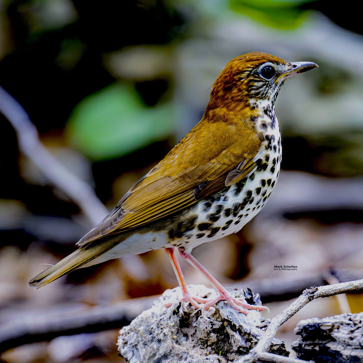 charlieschef's tweet photo. Wood Thrush is a medium-sized, reclusive Neotropical songbird famous for its haunting, flute-like song.  Identified by cinnamon-brown back &amp; bold black-spotted breast, relies on mature, moist deciduous forests. 5/2026 #centralparknyc #birdcpp #thrush https://t.co/IlAnL7K0U7 https://t.co/ZxeyNKFNE5
