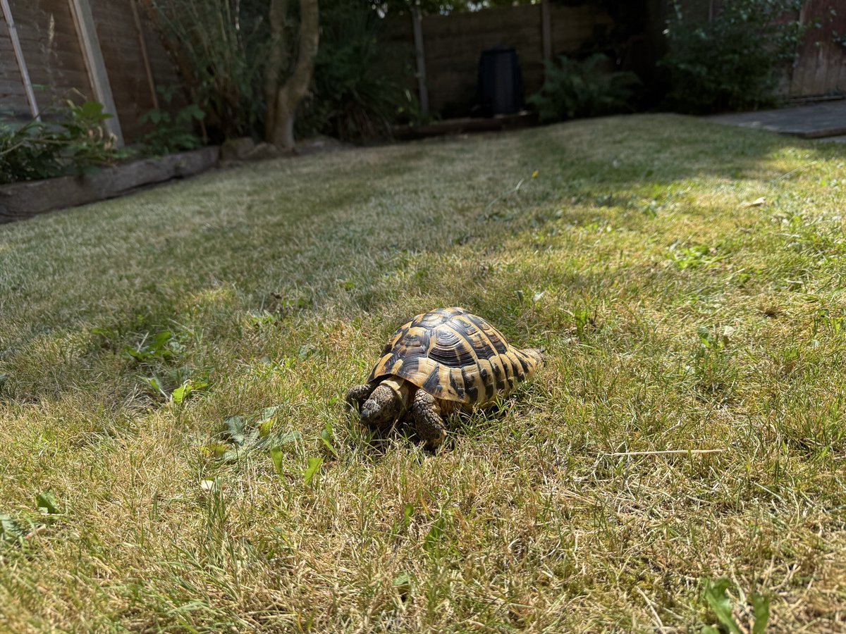 Elcop32's tweet photo. Someone is obsessed with me #flash #tortoise #randomcat 🐢⚡️🧐🕵🏻♀️🐱 https://t.co/adwfnt966n