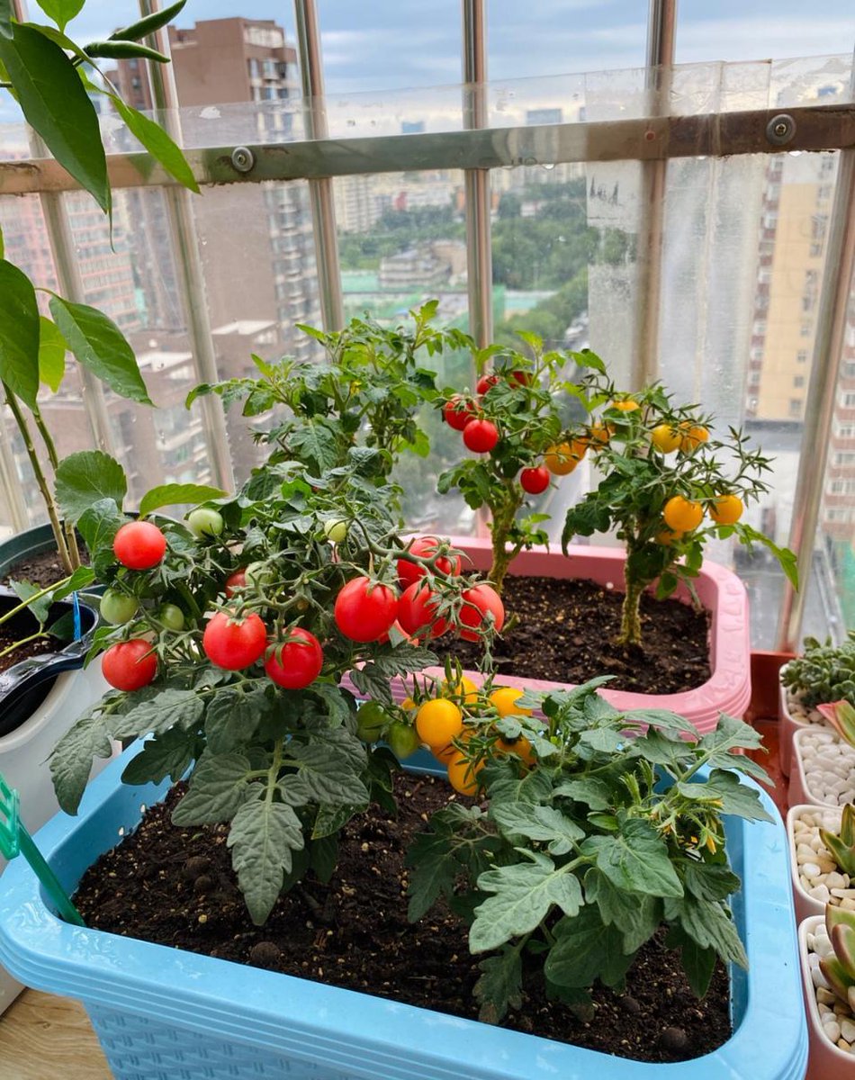 Fabrate's tweet photo. My tiny balcony is now my favorite morning spot—grown tomatoes from seed + that first sip of iced coffee hit different lately https://t.co/YyWIhWfR0L