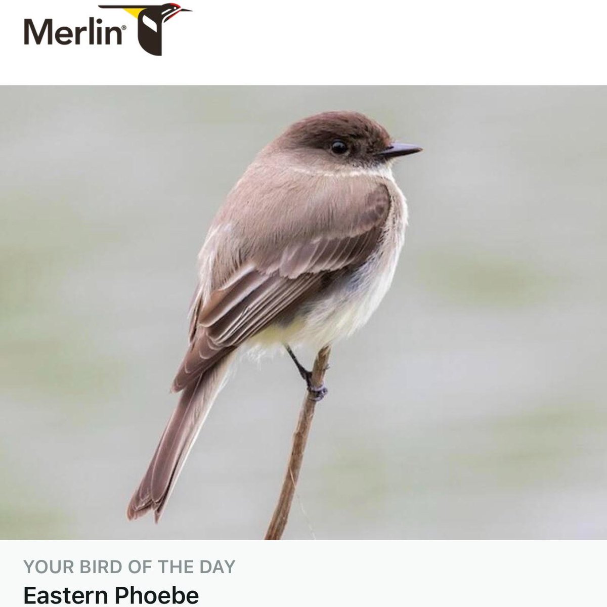 VanKirkCove's tweet photo. While staying at our beautiful, quiet home, be sure to sit on the back deck and use the Merlin App to identify all of the birds you hear! One morning recently, our guests enjoyed a peaceful morning on the back deck &amp; recorded over 25 bird varieties singing in the cove. https://t.co/sOPA0mAT1y