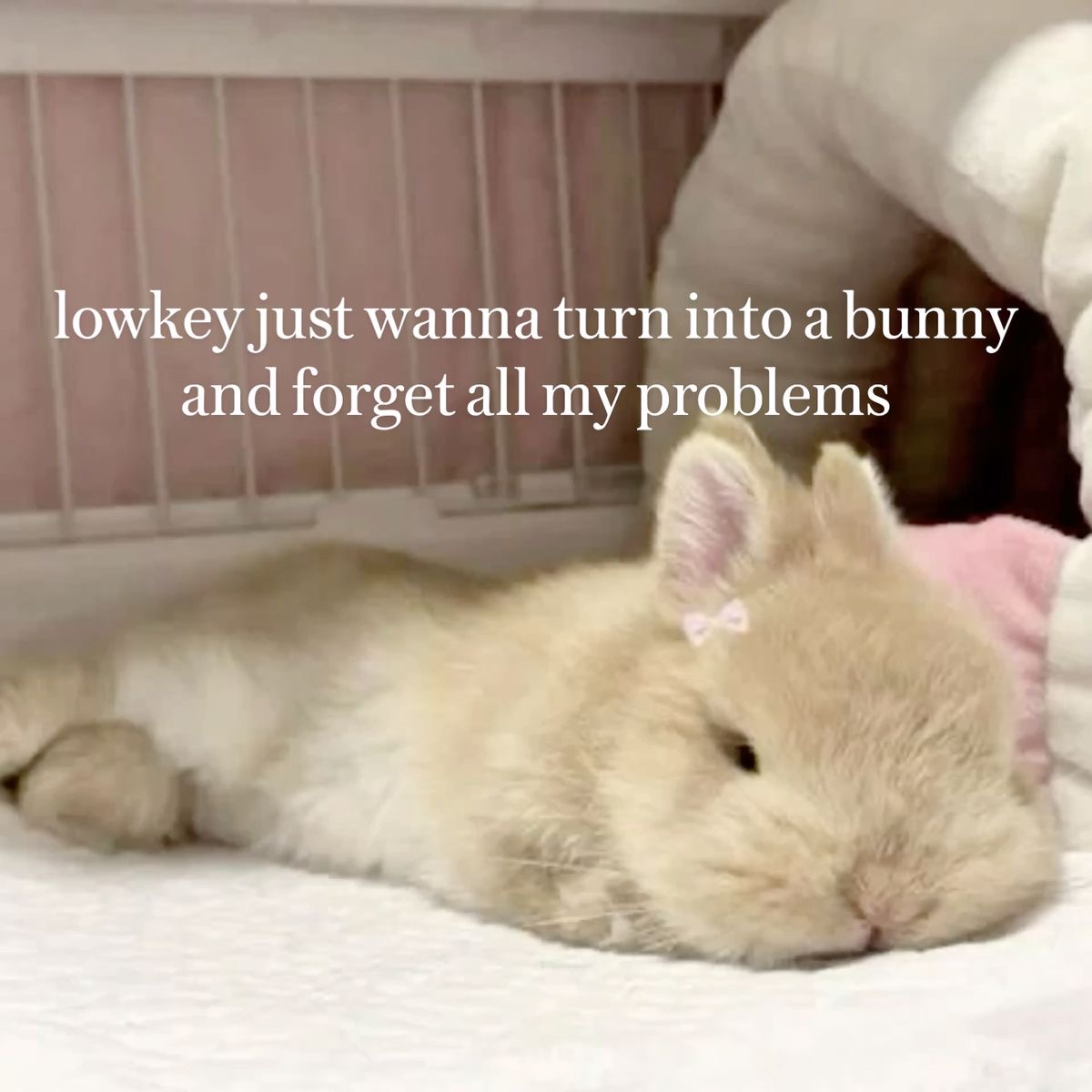daily cute dose tweet media