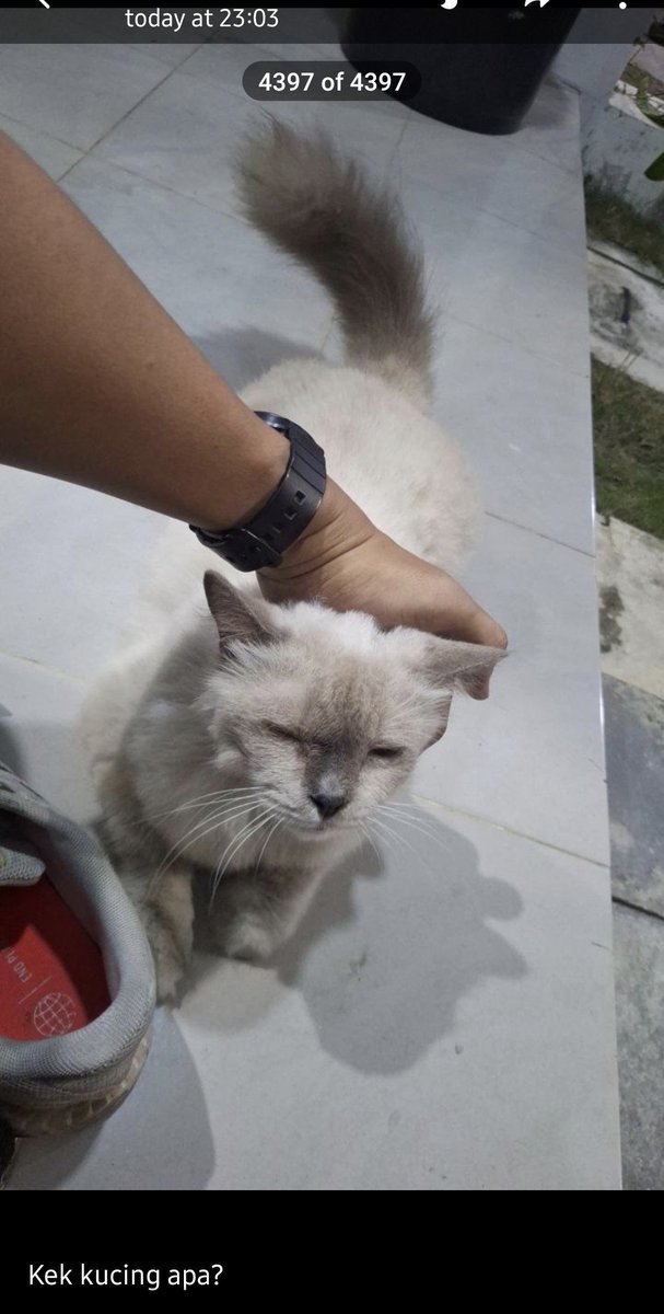 preferlatteover's tweet photo. Cutest thing that I love about him :
He loves cat. Sometimes he denies about it, but he couldn't resist to pet and play with cats 😂

He's a cat person, while I'm a dog person. We're really polar opposites 🙂‍↔️ https://t.co/dkgexXN8X0