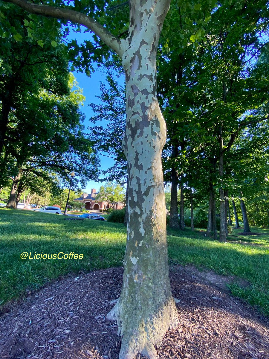 LiciousCoffee's tweet photo. Good Morning 🌎💝💫
It’s a GREAT day
👋🏽Hey Thursday☕️🌞
The🌎is full of amazing contents, recognize it, create IT—find Art in Nature
😍Beautiful tree bark makes #TreeArt creativity easy🥻
#TreeWhisperer
#Nature #NaturePhotography #Photography #PhotographyIsArt #Tree #Park https://t.co/Xe4Ri5NIyB