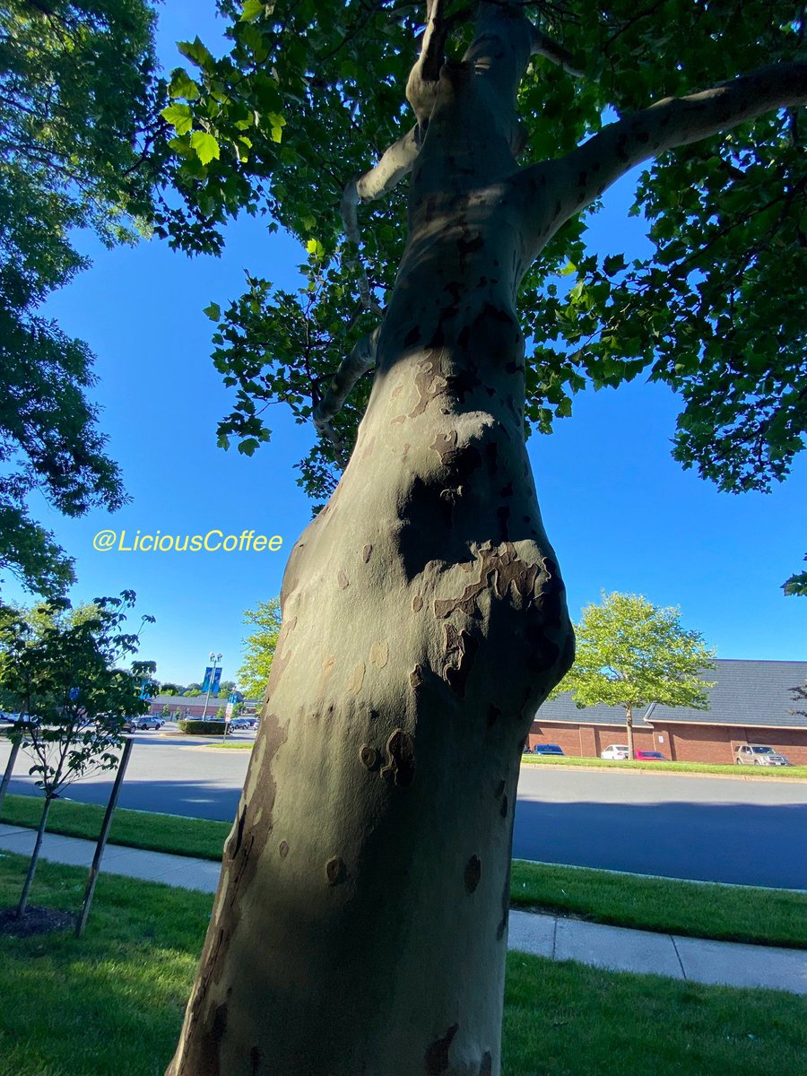 LiciousCoffee's tweet photo. Good Morning 🌎💝💫
It’s a GREAT day
👋🏽Hey Thursday☕️🌞
The🌎is full of amazing contents, recognize it, create IT—find Art in Nature
😍Beautiful tree bark makes #TreeArt creativity easy🥻
#TreeWhisperer
#Nature #NaturePhotography #Photography #PhotographyIsArt #Tree #Park https://t.co/Xe4Ri5NIyB