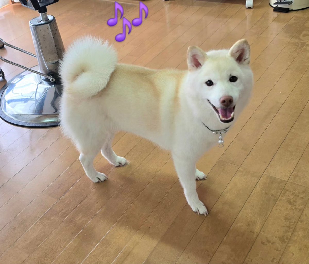 trimmingsalonnana #trimming #柴犬♀️