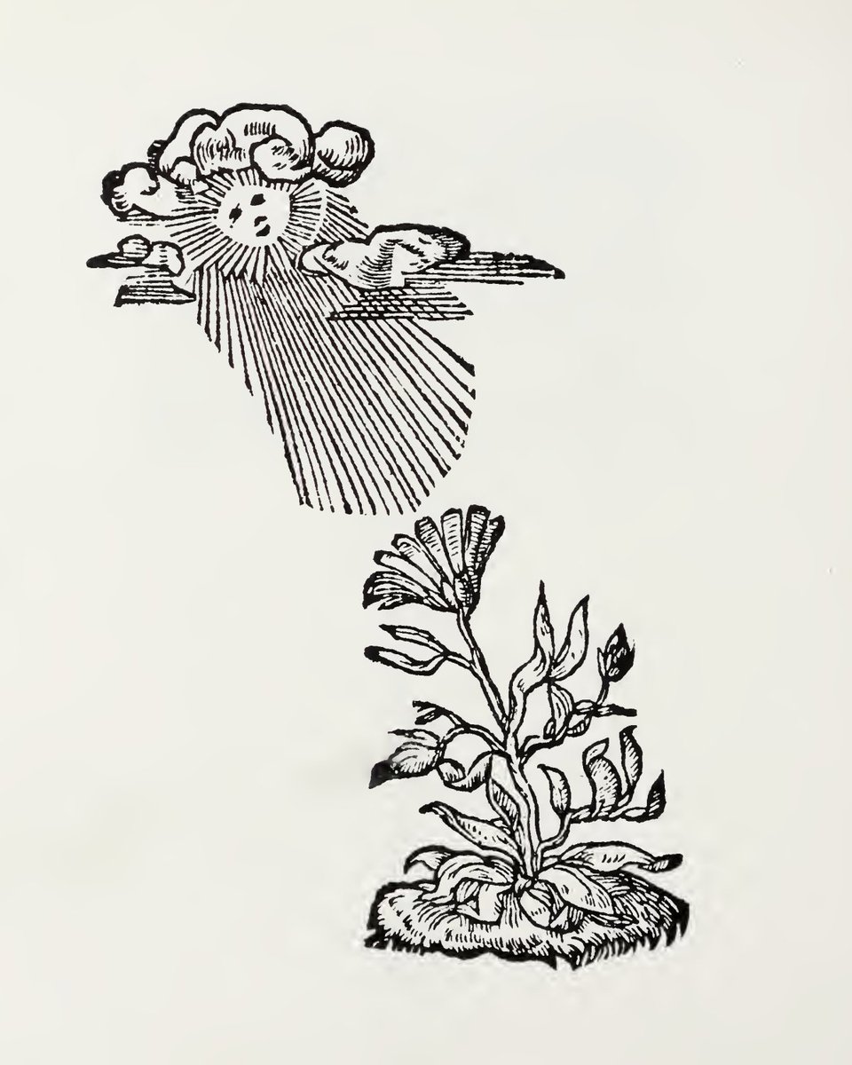 archaeologyart's tweet photo. "Not having followed inferior things" - Non inferiora secutus

This flower appears on a page of the emblem book Devises héroïques, published in Lyon in 1557. Claude Paradin compiled the book, and its woodcuts are attributed to the era's Lyonnais master, Bernard Salomon. The emblem is the personal symbol of Marguerite, Queen of Navarre(1492-1549).

The emblem's motto, 'Non inferiora secutus,' isn't Paradin's original invention. It's a quote from line 170 of Book 6 in the Roman poet Virgil’s epic, the Aeneid. The line describes a warrior who faithfully accompanied Aeneas, saying he followed nothing inferior. So, the motto was originally written as a tribute to a warrior.

When Marguerite took this line and paired it with a flower turning toward the sun, the meaning shifted. According to Paradin's 1557 interpretation, the flower follows the sun from east to west, opening and closing based on the sun's altitude. Marguerite used this as a sign that she directed all her actions and thoughts toward God, the 'Great Sun of Justice.'

The meaning deepens within the language itself. Let me explain.

The flower in the image is a marigold. In French, it's called a 'souci.' And the second meaning of the word 'souci' is worry or concern. Marguerite’s life was built on two things: her brother, King Francis I, and her piety. The very name of the flower in her emblem is everyday worries themselves. The motto, in turn, says that these anxieties don't drag her down to inferior, vulgar things.

There's also an older echo from classical literature behind the flower..

In Book 4 of Ovid's Metamorphoses, the nymph Clytie, abandoned by the sun god Sol, takes root in the earth from constantly gazing at the god she loves, transforming into a heliotrope - a flower that turns to follow the sun. So, the image is of a woman taking root in the soil from staring endlessly at her beloved.. Marguerite took this figure and redirected it toward God.

This motif lived on in later generations.

In Mary Stuart’s Oxburgh Hangings, three marigolds turn toward the sun, surrounded again by the phrase 'Non inferiora secutus'. Paradin’s emblem thus evolved from a queen's personal symbol into a widely circulated icon of faith, loyalty, and resilience in early modern Europe.