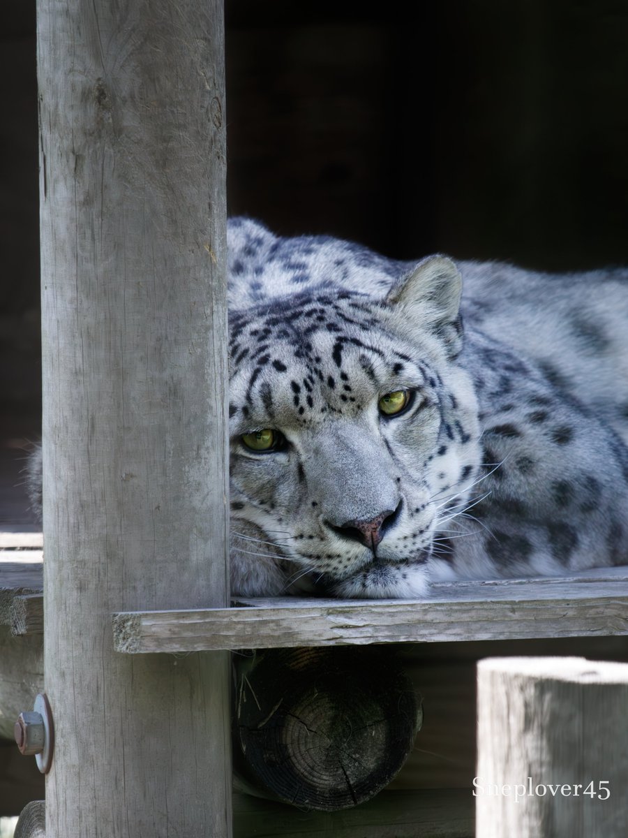 sneplover45's tweet photo. "Can you stop disturbing my sleep?!"

From 06/07
#Snowleopard #Joep #DierenparkHoenderdaell https://t.co/Oxuczw8Fo6