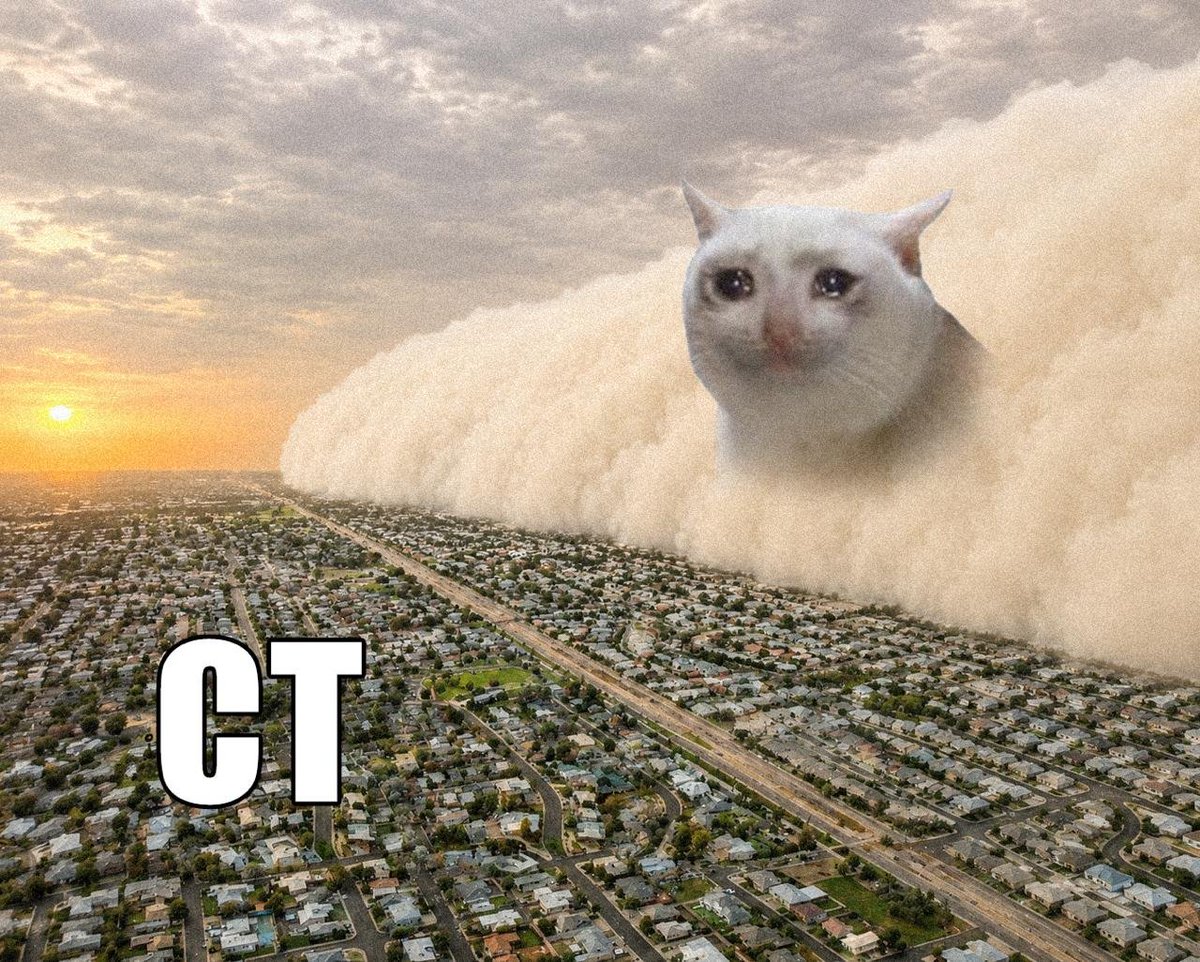 cashcat_token's tweet photo. the calm before the storm https://t.co/WPit63H9hk