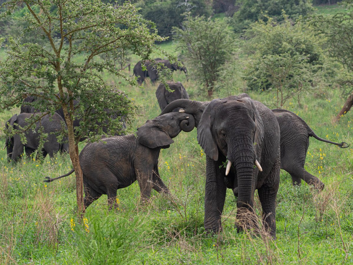 DestinationUga's tweet photo. What’s YOUR favorite tourism destination in Uganda  and WHY? 👀  

Could it be Bwindi for the gorillas,the Nile in Jinja,the Karamajong’s cultural heritage , chimpanzee trekking or wildlife sunsets?  

Drop it below 👇 I’m making a bucket list 🇺🇬
#visituganda #PearlOfAfrica https://t.co/k4AtLdGp8m