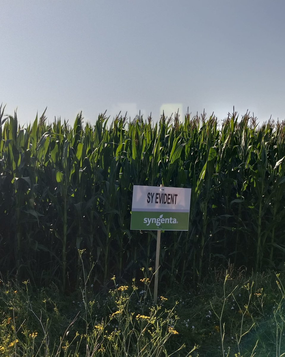 SyngentaES's tweet photo. 🌽 SY Evident sigue mostrando una evolución excelente en campo. Hoy os compartimos estas imágenes de nuestra variedad en Santa María del Páramo y Toral de los Guzmanes (León)📍

Las parcelas presentan un desarrollo muy uniforme, con plantas que ya superan el metro y medio de altura y un excelente vigor vegetativo. Un buen aspecto en una fase clave del cultivo, que refleja la buena adaptación de SY Evident a las condiciones de la zona y que demuestra que es un híbrido que rompe límites.

👀 Seguiremos de cerca su evolución durante las próximas semanas para garantizar la mejor rentabilidad del cultivo.

👉🏼  https://t.co/7j801sUDEp