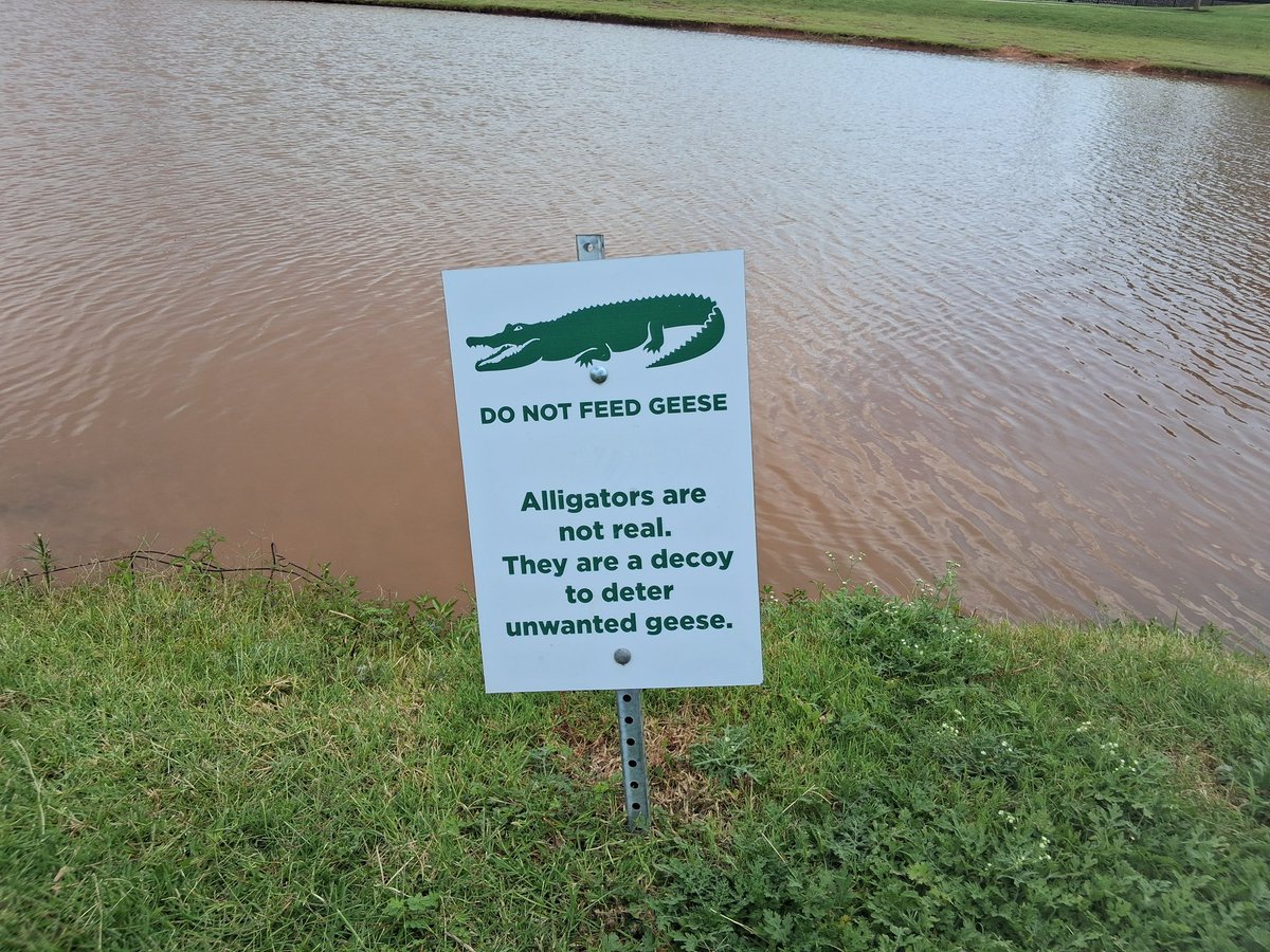 MichaelPosada's tweet photo. So, this has been a 200 million year charade just to get rid of geese? Talk about a long con. https://t.co/U5Fw8FVqSU