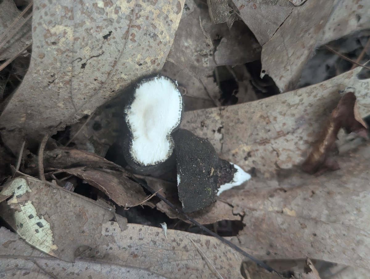 geosiphon's tweet photo. Xylaria species. In the cross section you can see perithecia lining the edges, these are the structures containing the asci which hold the ascospores https://t.co/dRLvx7Cbmn