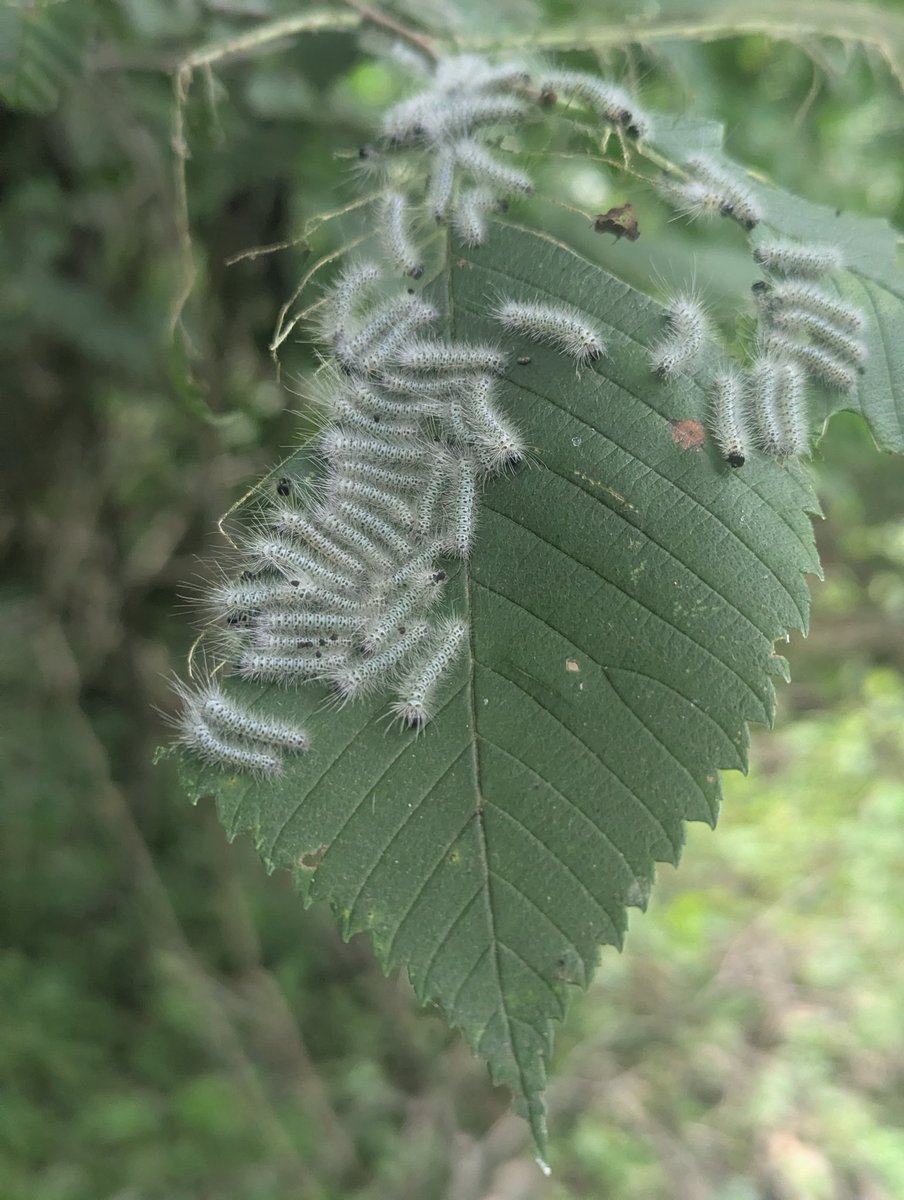 geosiphon's tweet photo. These caterpillars were going to town on this elm https://t.co/rRqS9IUvap