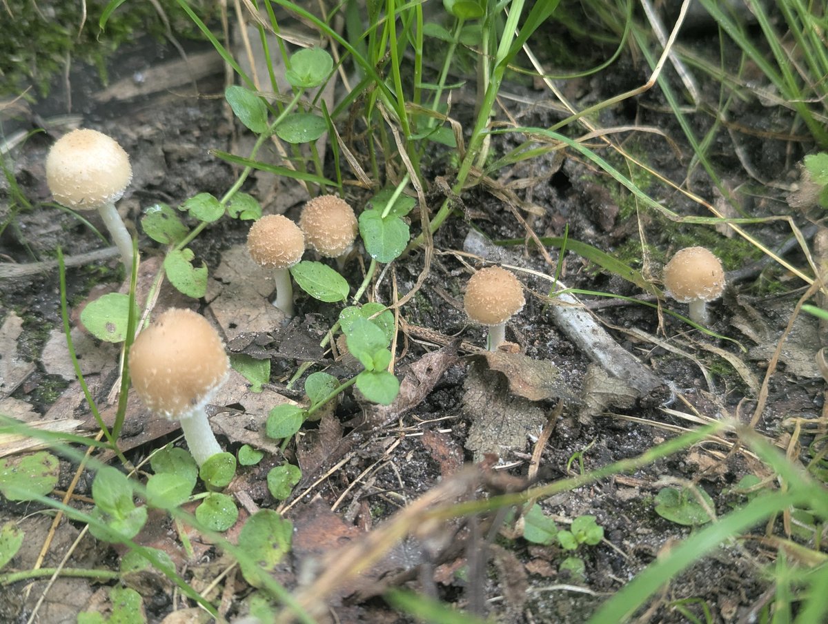 geosiphon's tweet photo. Some Psathyrellaceae species, maybe Candolleomyces https://t.co/b7hzWDNbDd