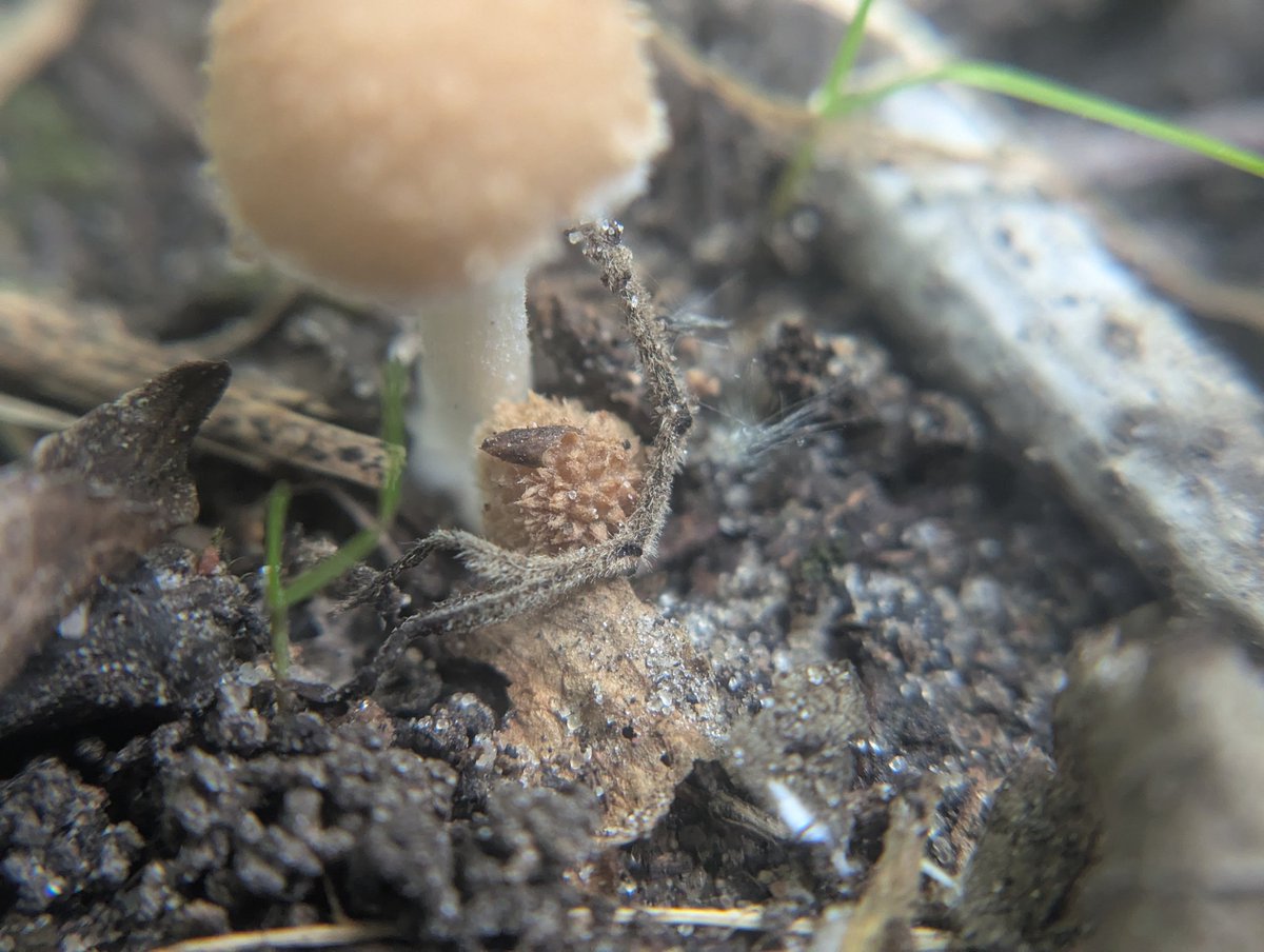 geosiphon's tweet photo. Some Psathyrellaceae species, maybe Candolleomyces https://t.co/b7hzWDNbDd
