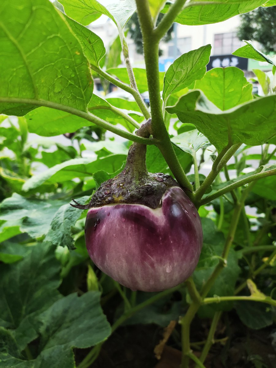 CoileanH's tweet photo. Growth isn’t about fixing what’s broken—it’s about blooming through every storm you survived. ， https://t.co/YtuZmaVdQw