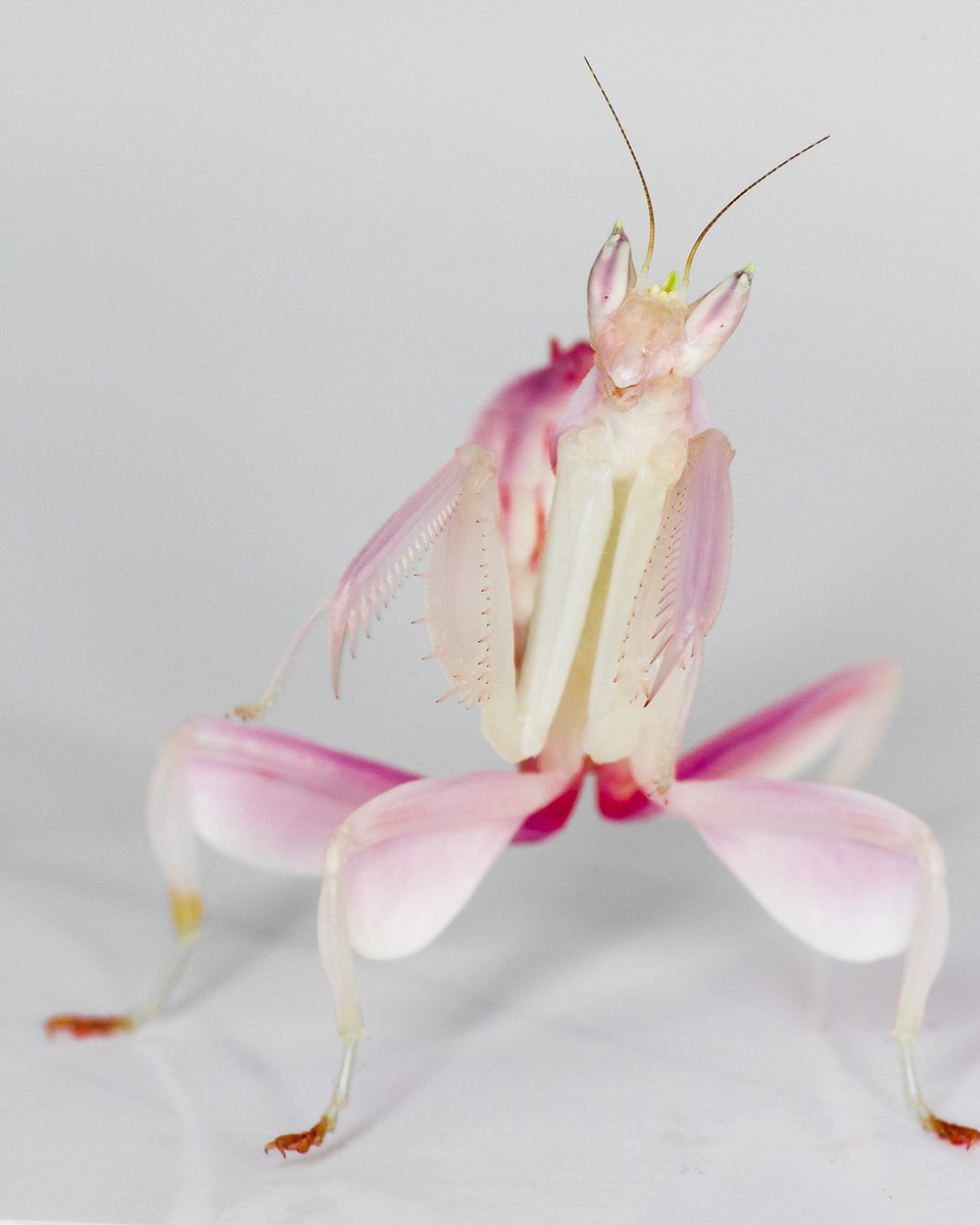 compassroots's tweet photo. @lanternshades itd be so cute if it was like a lotus mantis and had an extra pair of limbs there instead https://t.co/55A2WrDeTy