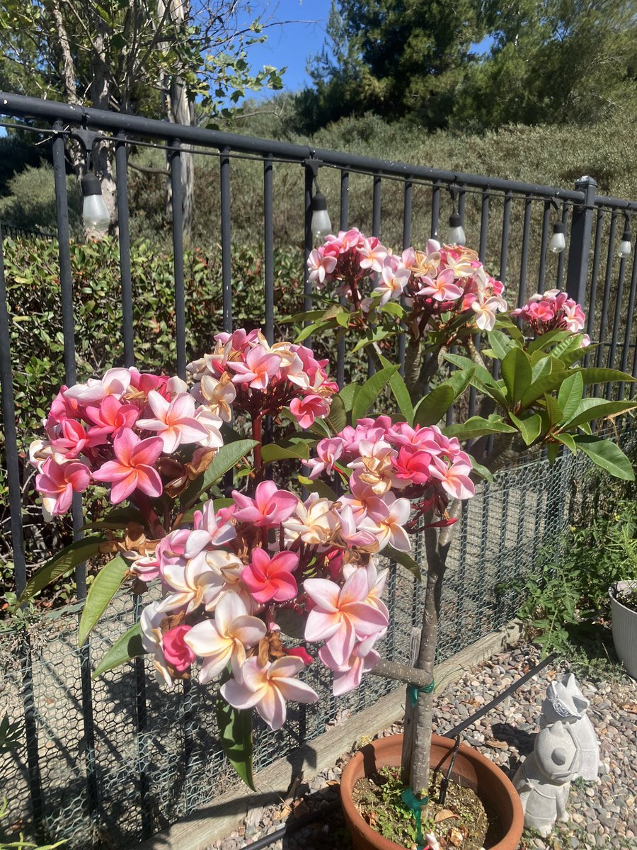 colmom1's tweet photo. @pappybest My plumerias are finally popping! 1st year for the white one. https://t.co/WD2mfK41MB