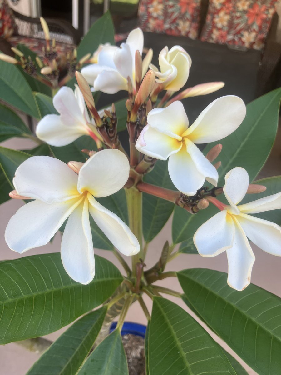 colmom1's tweet photo. @pappybest My plumerias are finally popping! 1st year for the white one. https://t.co/WD2mfK41MB