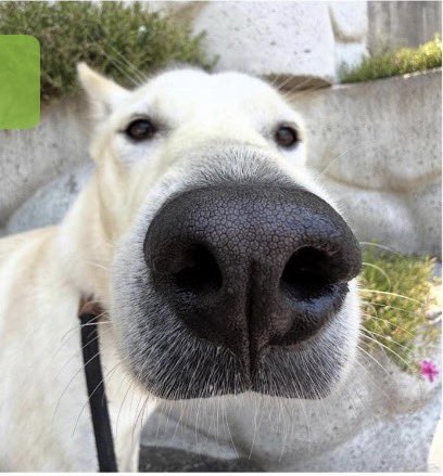 findmypaw's tweet photo. 천안시 동물보호소에서 1년째 가족을 기다리고 있어요. 코가 매우 크고 귀여워요
17kg이라도 마당견이 아니라 집에서 함께 지내는 실내견으로 살아갈수있어요. 오히려 너무 잘할거예요. 기회를 주세요

신중한 입양 문의 부탁합니다
충남 천안시보호소 010-5913-5119 https://t.co/RZS17xiINk