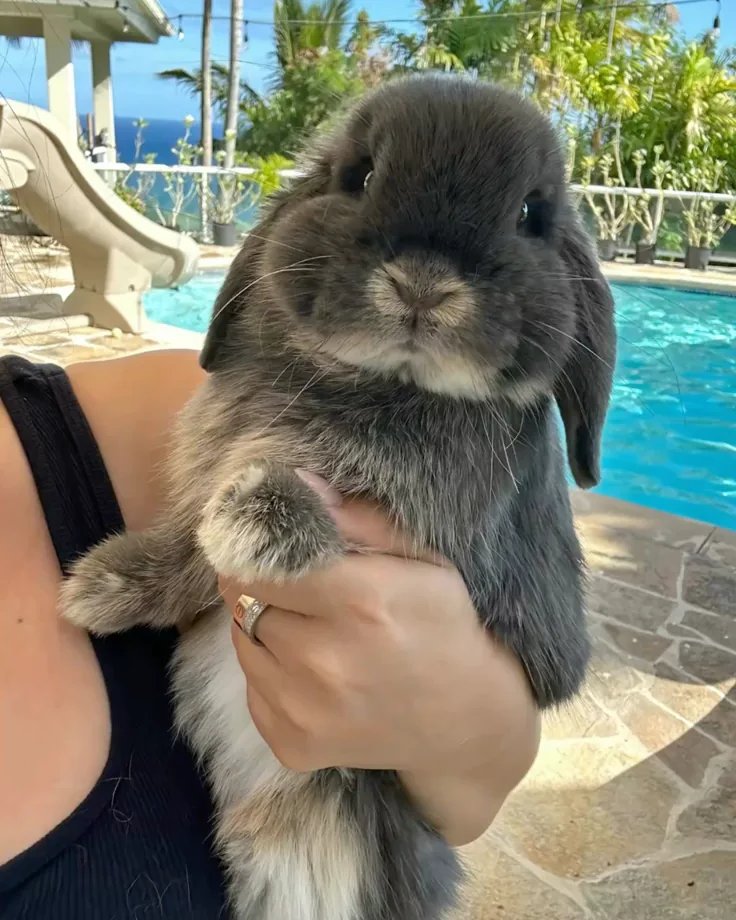 Animal tweet media